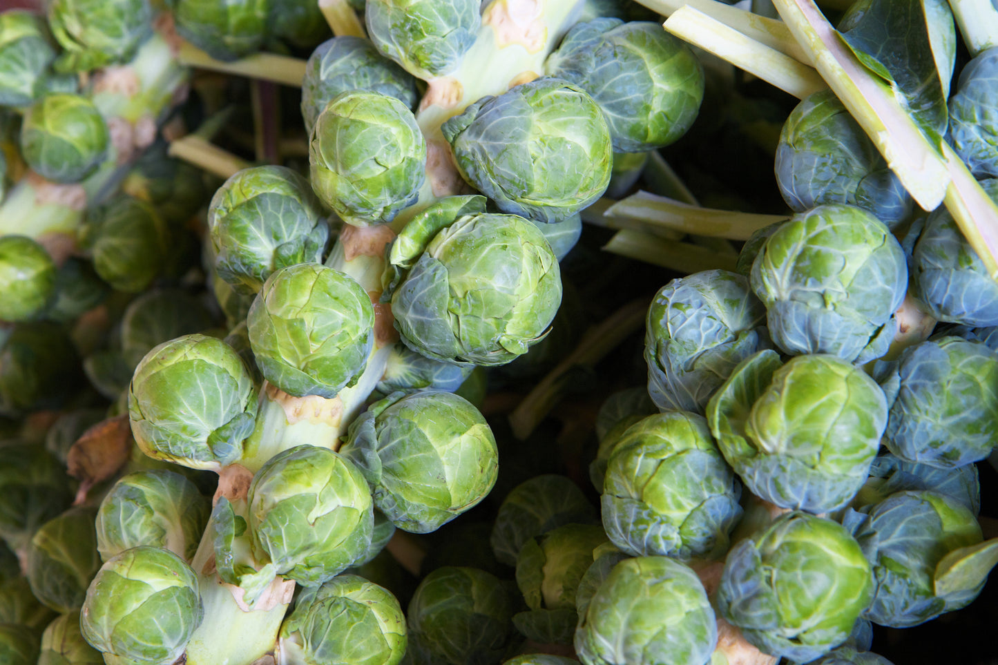 1000 Long Island Improved Brussels Sprouts (Brassica Oleracea Gemmifera) Seeds