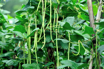 30 Yard Long Bean (Phaseolus Vulgaris) Seeds