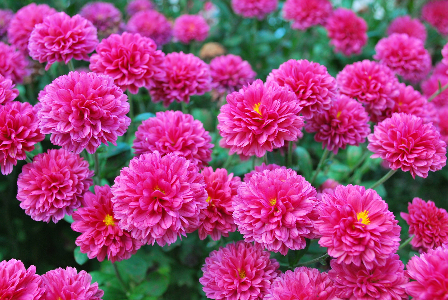 50 Mixed Colors Indian Chrysanthemum (Chrysanthemum Indicum) Seeds