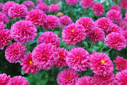 50 Mixed Colors Indian Chrysanthemum (Chrysanthemum Indicum) Seeds