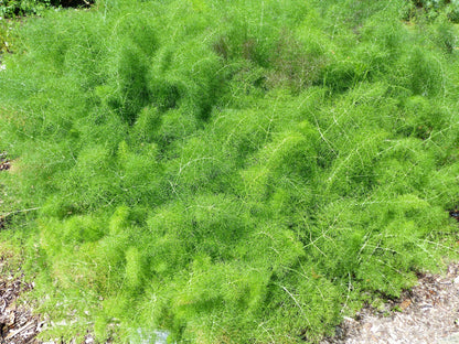 Giant Fennel (Ferula communis) Seeds – 15 ct