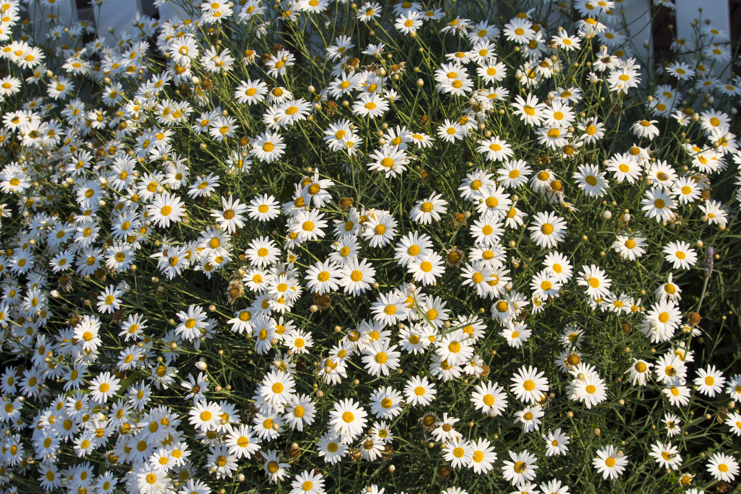 200 White Swan River Daisy (Brachyscome Iberidifolia) Seeds