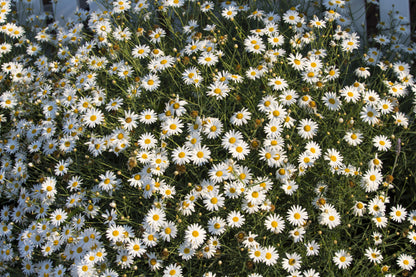 200 White Swan River Daisy (Brachyscome Iberidifolia) Seeds
