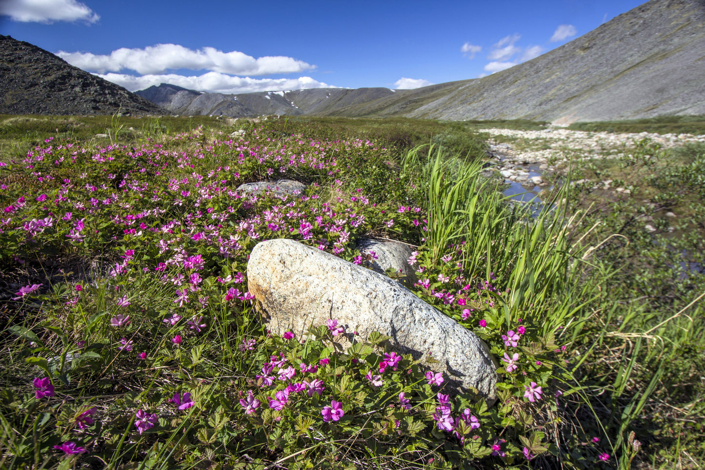 10 Arctic Raspberry (Rubus Arcticus) Seeds
