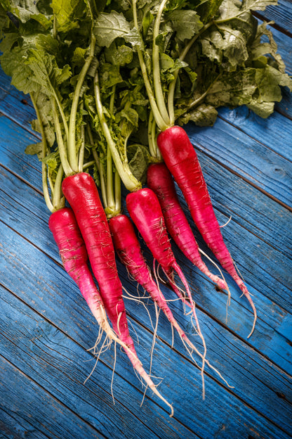 250 RED Arrow SPROUTING RADISH MiniGreen Daikon Raphanus Sativus Vegetable Seeds