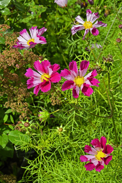 Seashells Cosmos (Cosmos bipinnatus) Seeds – 200 ct
