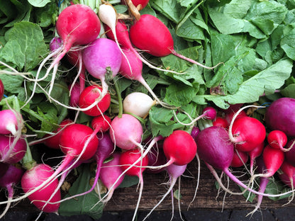 500 Mixed Colors EASTER EGG RADISH Raphanus Sativus Vegetable Seeds