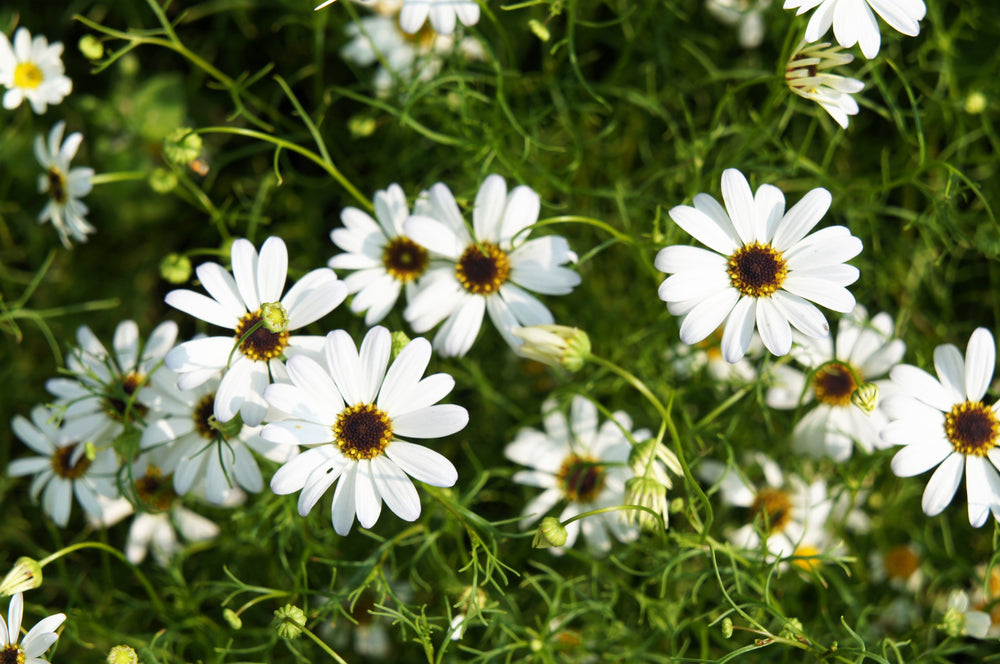 200 White Swan River Daisy (Brachyscome Iberidifolia) Seeds