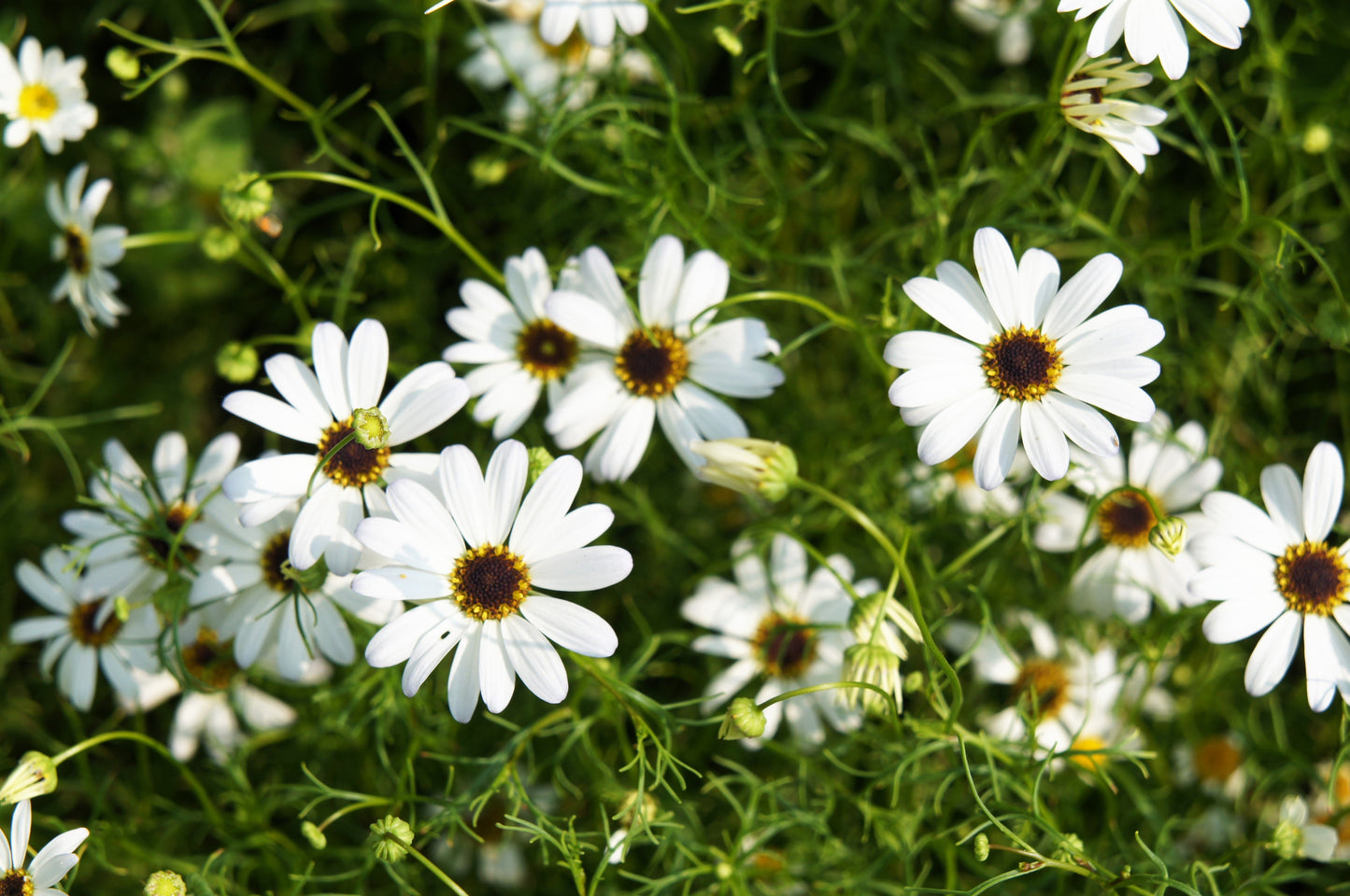 200 White Swan River Daisy (Brachyscome Iberidifolia) Seeds