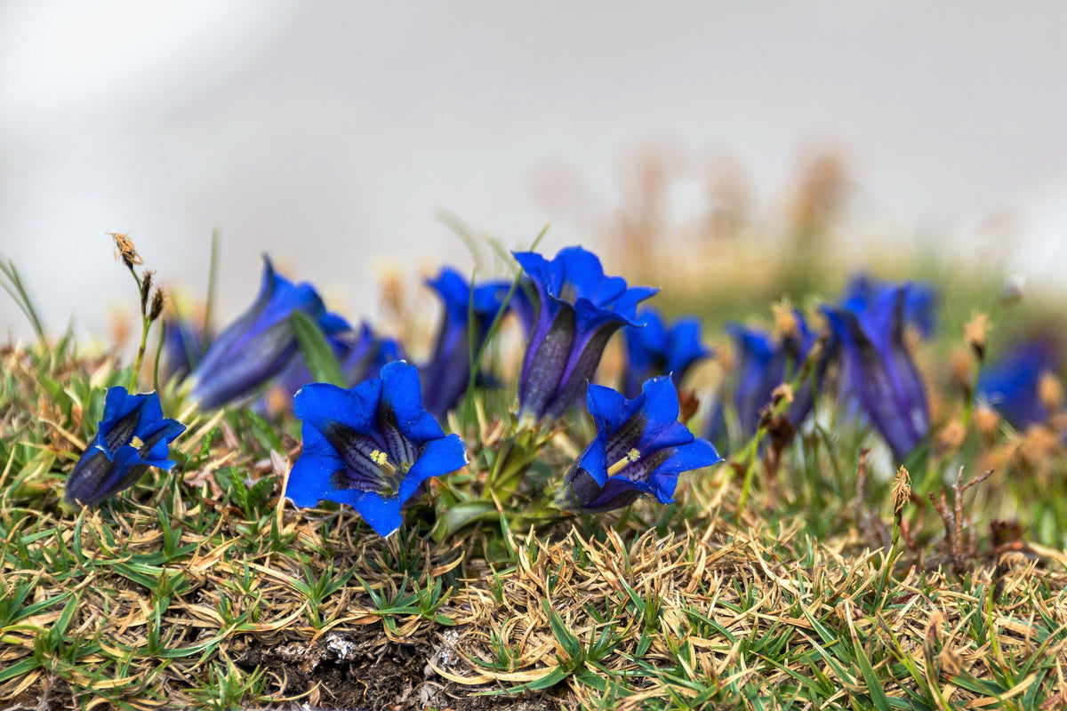 15 Blue Stemless Gentian (Gentiana Acaulis) Seeds