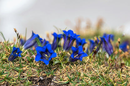 15 Blue Stemless Gentian (Gentiana Acaulis) Seeds