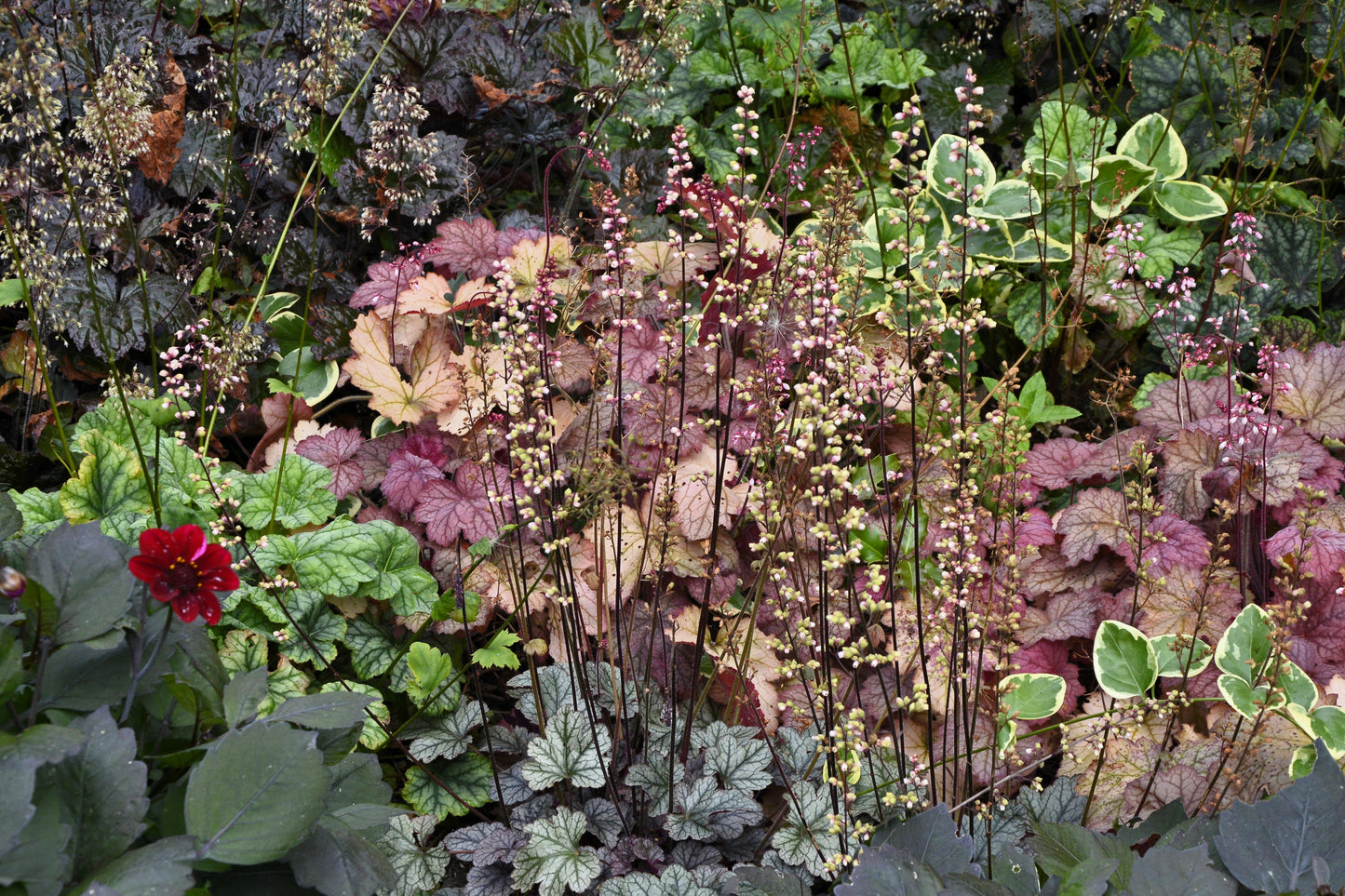 50 Palace Purple Heuchera (Heuchera Micrantha) Seeds