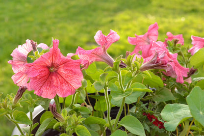 Salmon Petunia (Petunia × atkinsiana) Seeds – 25 ct