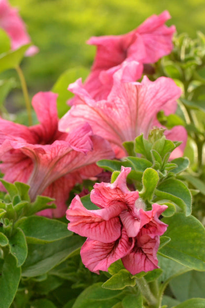 Salmon Petunia (Petunia × atkinsiana) Seeds – 25 ct
