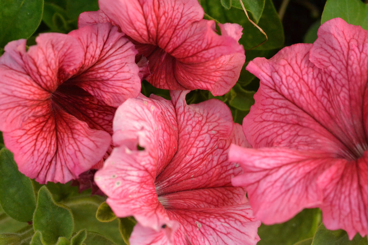 Salmon Petunia (Petunia × atkinsiana) Seeds – 25 ct