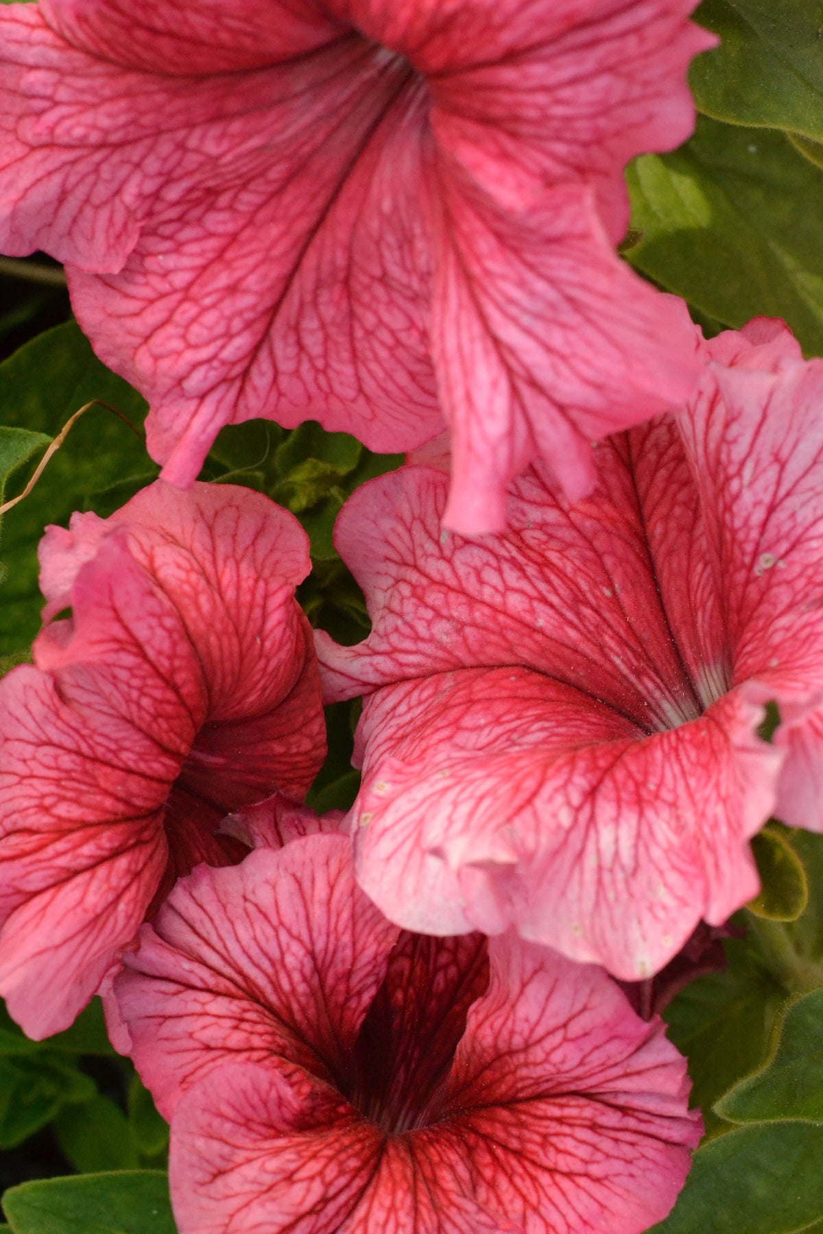 Salmon Petunia (Petunia × atkinsiana) Seeds – 25 ct