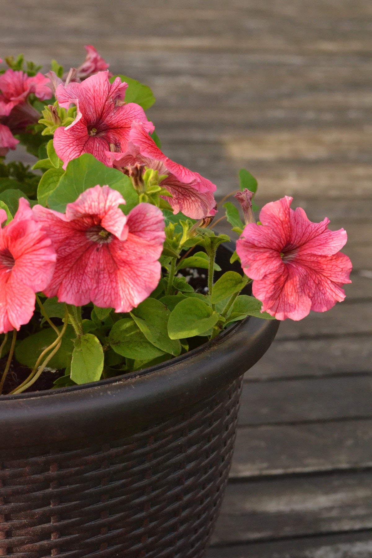 Salmon Petunia (Petunia × atkinsiana) Seeds – 25 ct