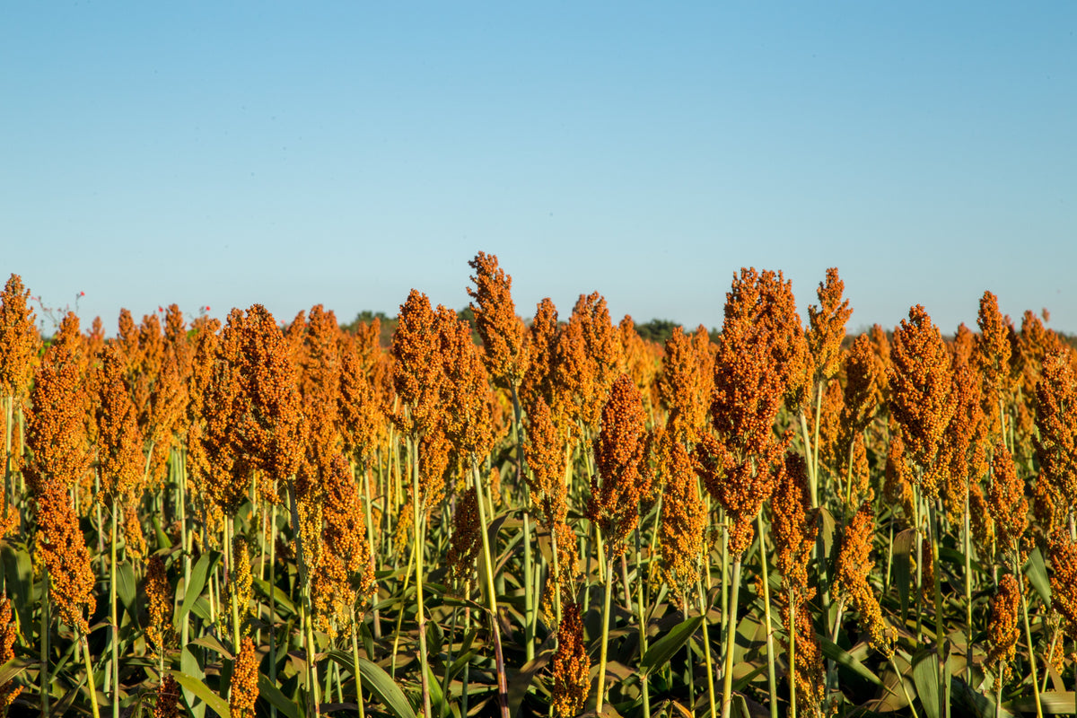 70 SUGAR DRIP SORGHUM Amber Cane Grain Sweet Syrup Vegetable Seeds