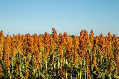 70 SUGAR DRIP SORGHUM Amber Cane Grain Sweet Syrup Vegetable Seeds