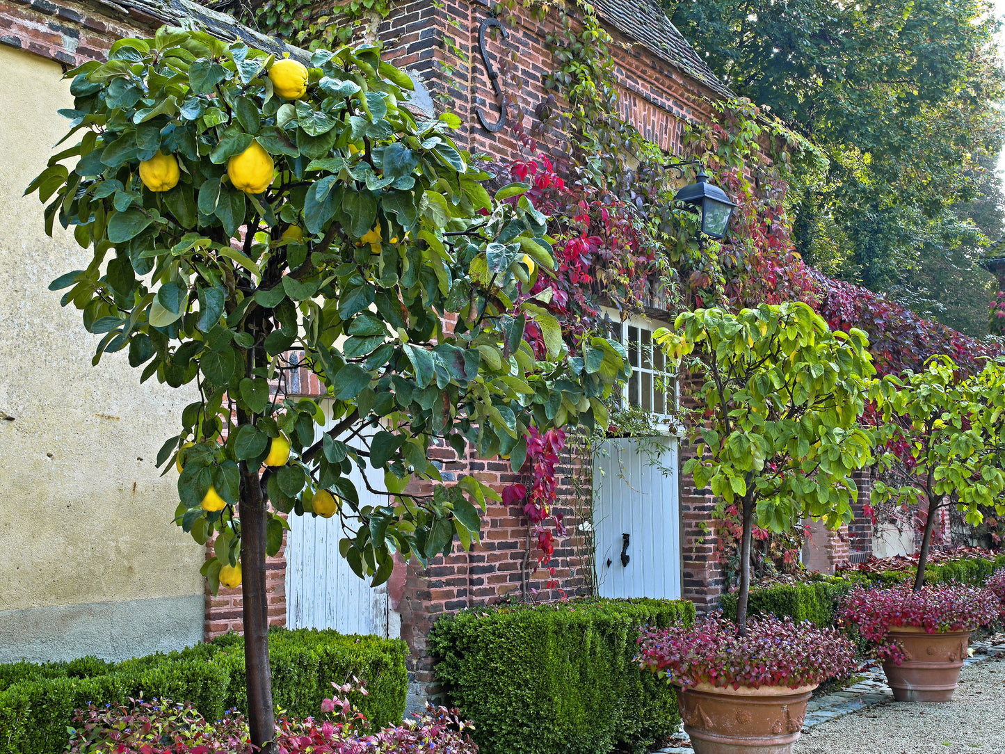 20 Common Culinary Quince (Cydonia Oblonga) Seeds