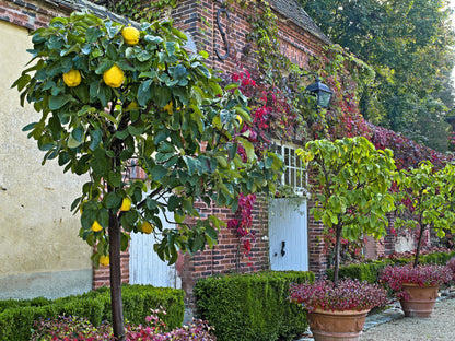 20 Common Culinary Quince (Cydonia Oblonga) Seeds