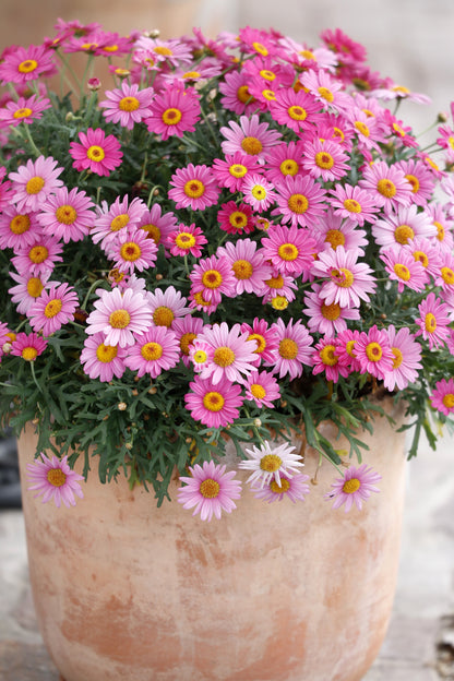 100 Rose PINK ROBINSONS DAISY Painted Chrysanthemum Coccineum Pyrethrum Flower Seeds