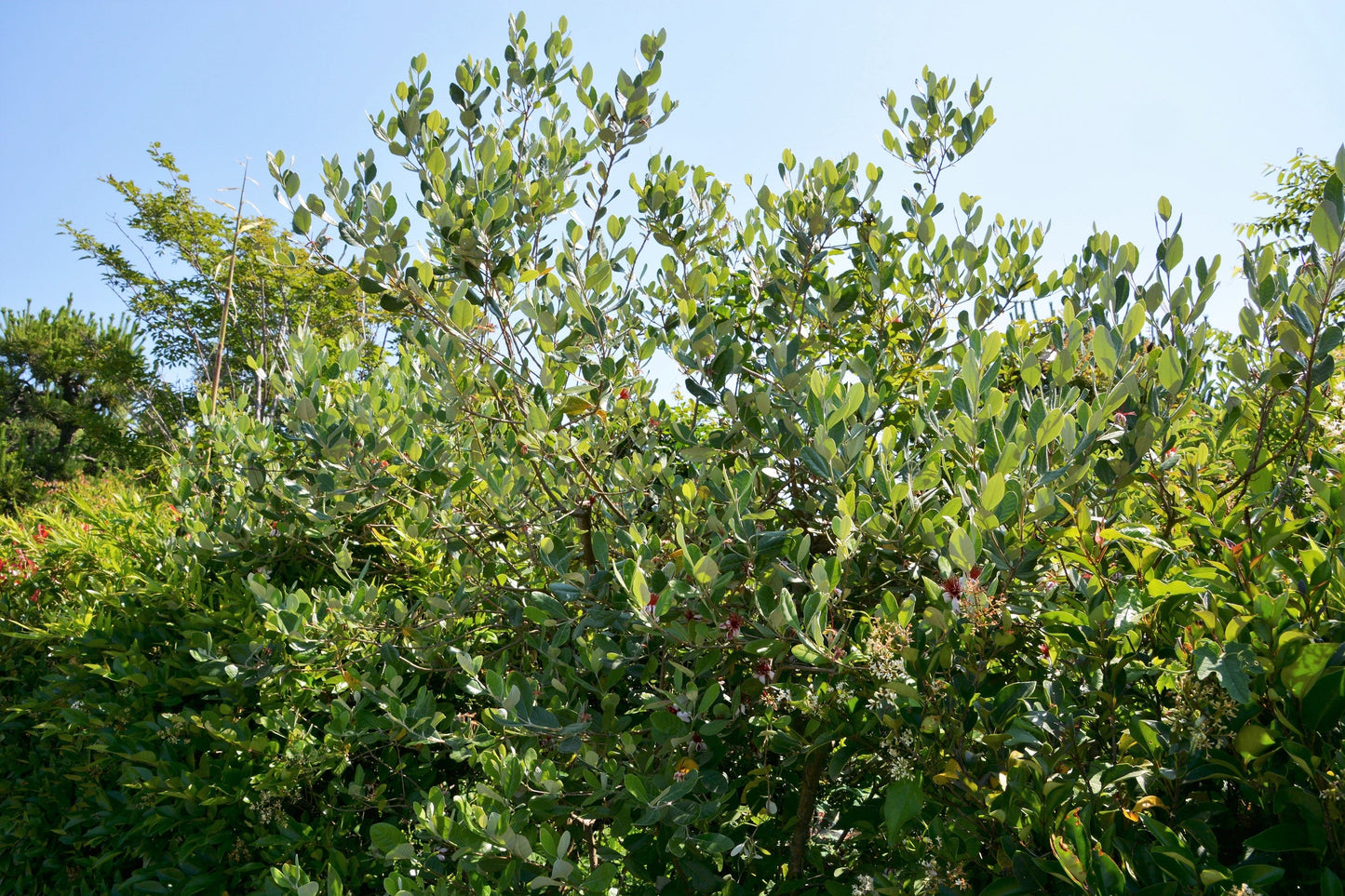 10 Pineapple Guava (Acca Guavasteen) Seeds