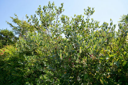 10 Pineapple Guava (Acca Guavasteen) Seeds