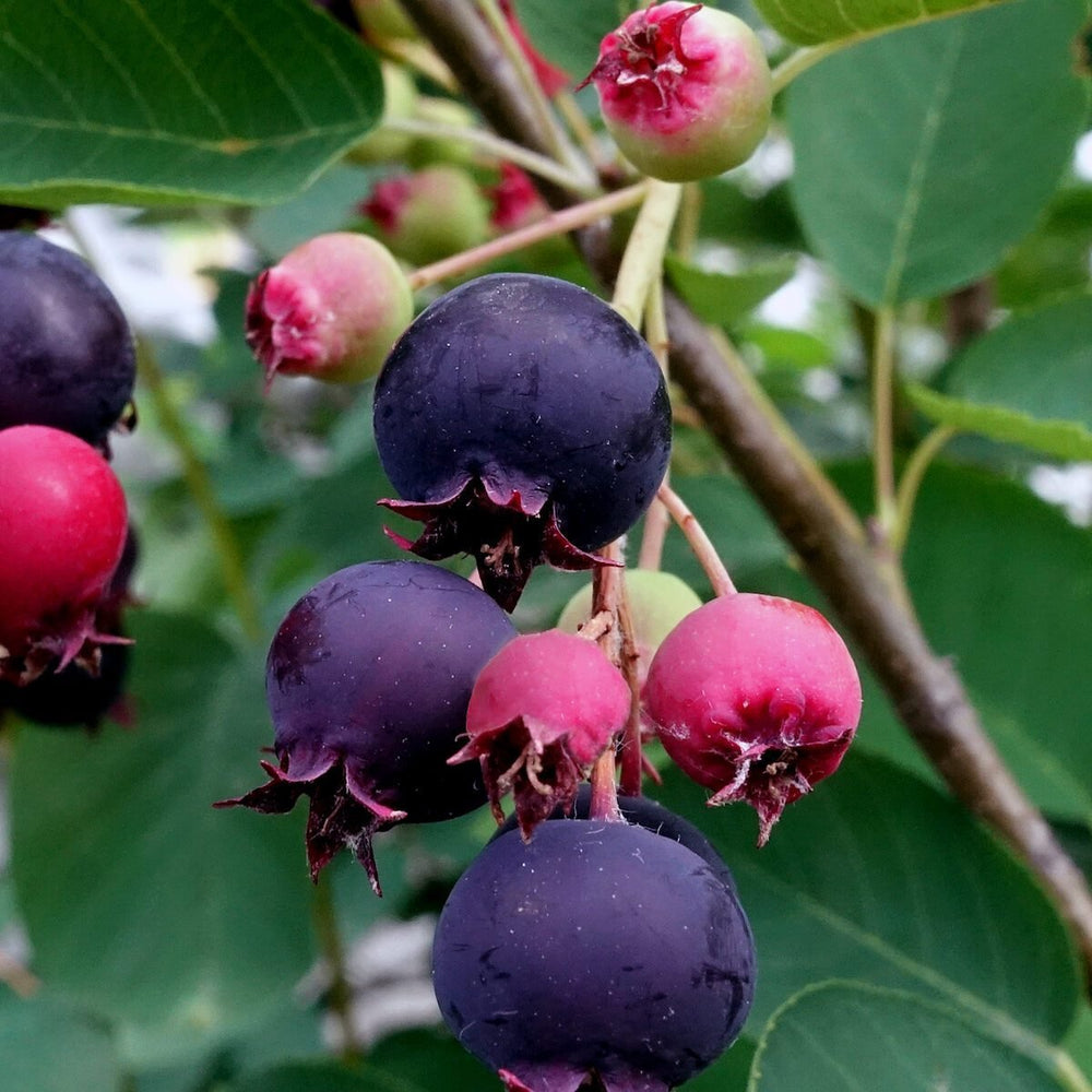 Juneberry – Serviceberry – 50 Seeds