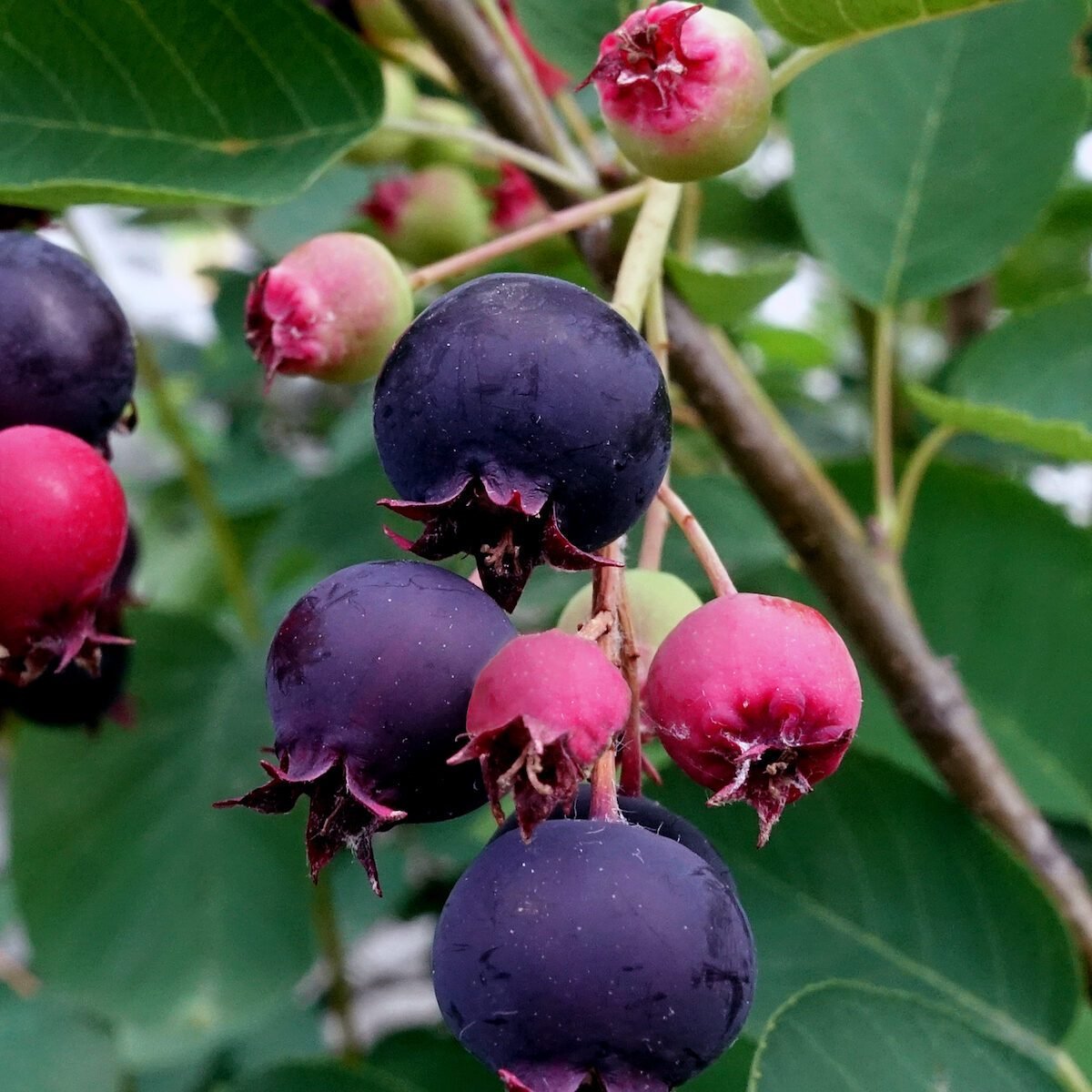 Juneberry – Serviceberry – 50 Seeds