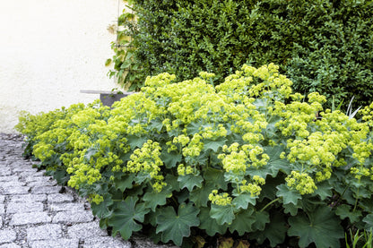100 Lady's Mantle (Alchemilla Mollis) Seeds