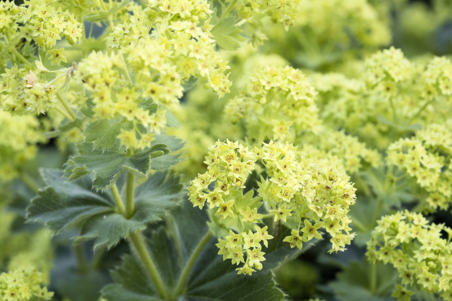 100 Lady's Mantle (Alchemilla Mollis) Seeds