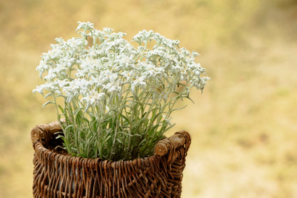 50 Edelweiss (Leontopodium Alpinum) Seeds