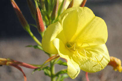 150 Dwarf Evening Primrose (Oenothera Macrocarpa syn. Missouriensis) Seeds