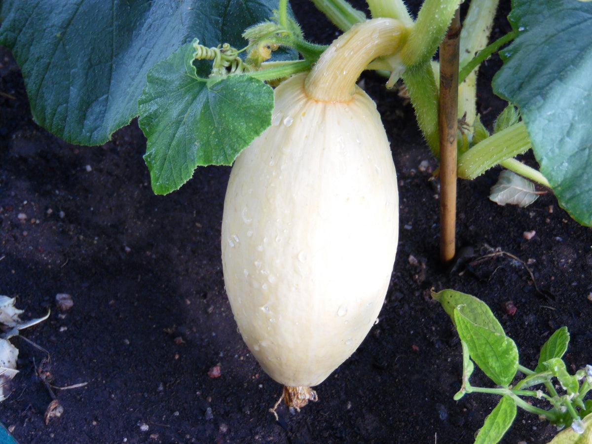 25 Jumbo PINK BANANA SQUASH Perilla Frutescens Heirloom Winter Vegetable Seeds