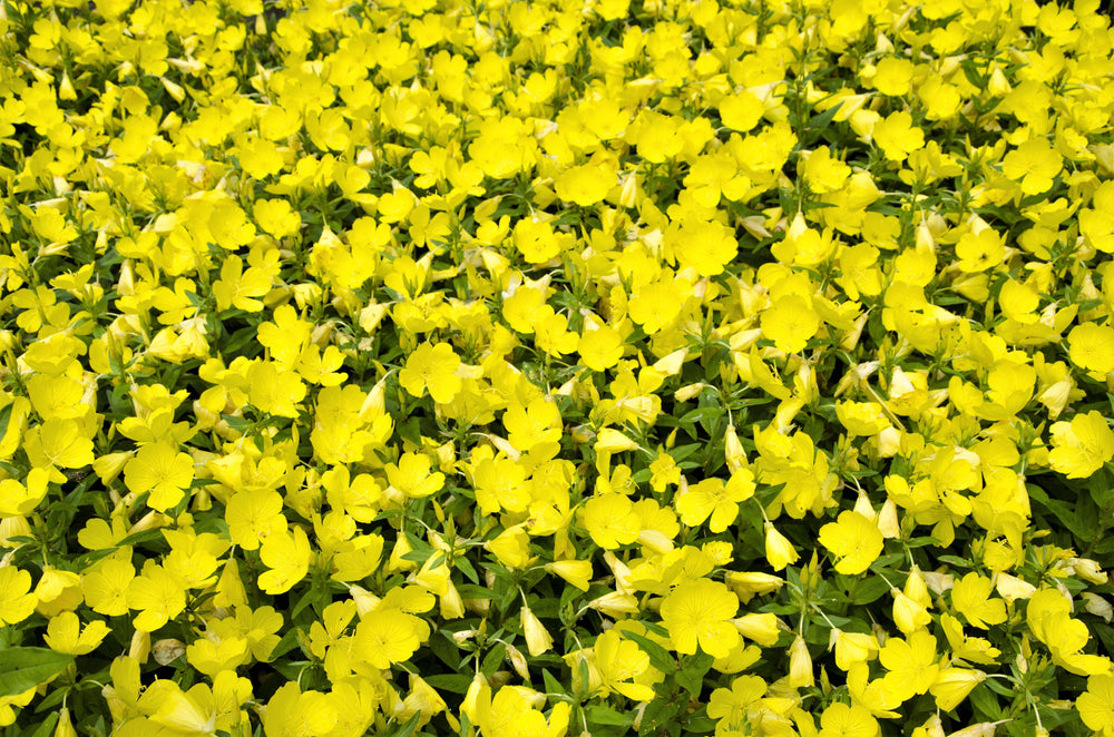 150 Dwarf Evening Primrose (Oenothera Macrocarpa syn. Missouriensis) Seeds