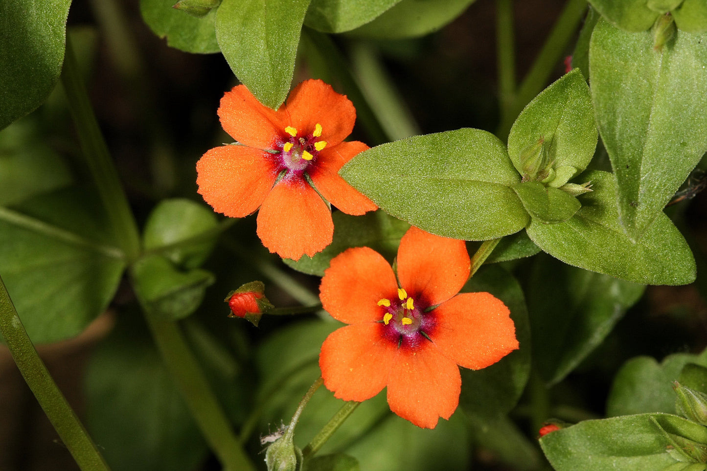 100 Scarlet Pimpernel (Adders Eyes; Anagallis Arvensis) Seeds