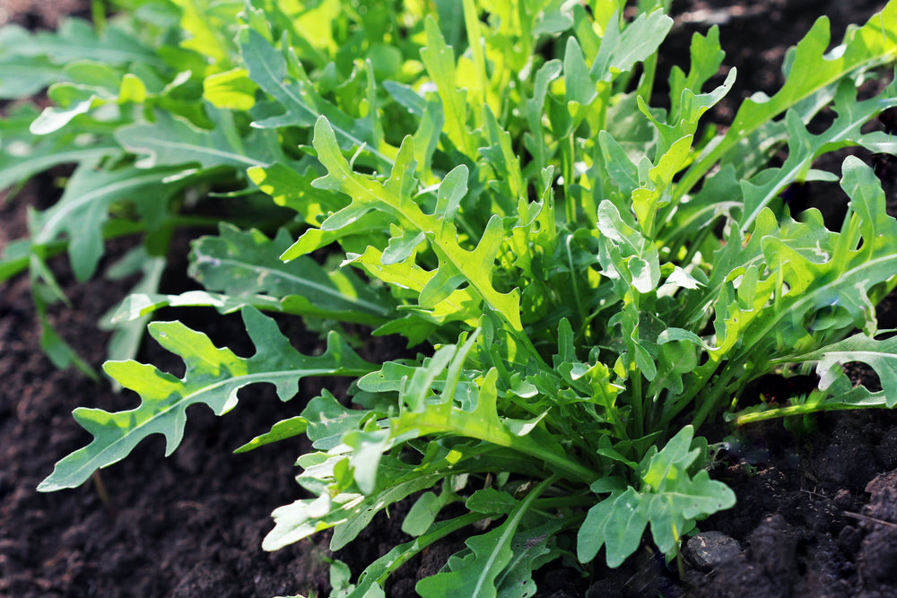 2000 Arugula (Eruca Vesicaria Sativa) Seeds