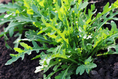 2000 Arugula (Eruca Vesicaria Sativa) Seeds