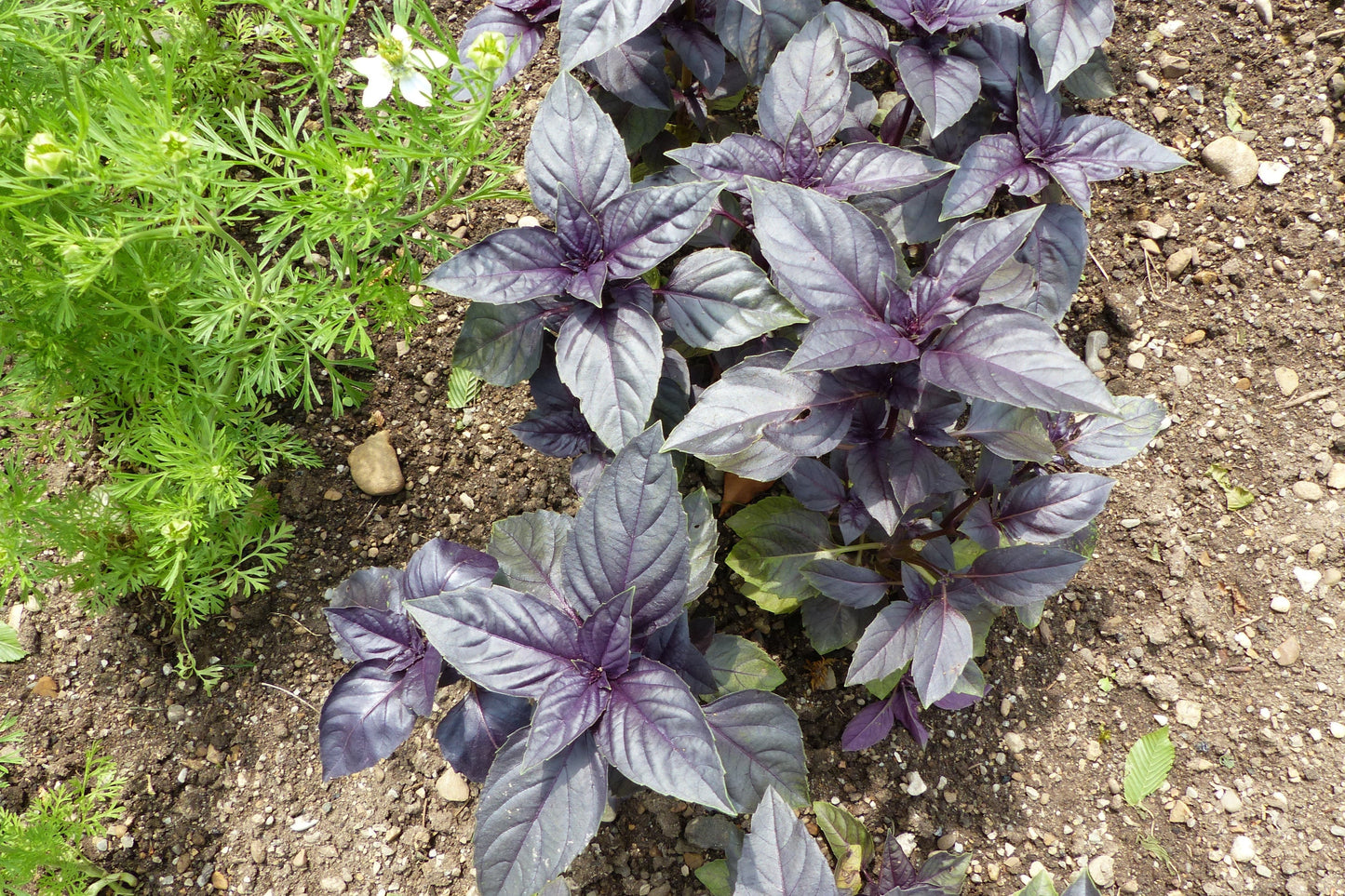 500 Red Rubin Basil (Ocimum Basilicum Purpurascens) Seeds