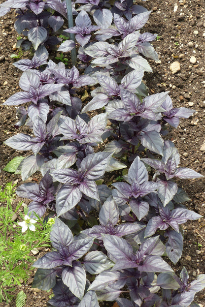 500 Red Rubin Basil (Ocimum Basilicum Purpurascens) Seeds
