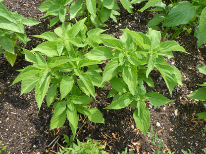 1000 Chia (Salvia Hispanica) Seeds