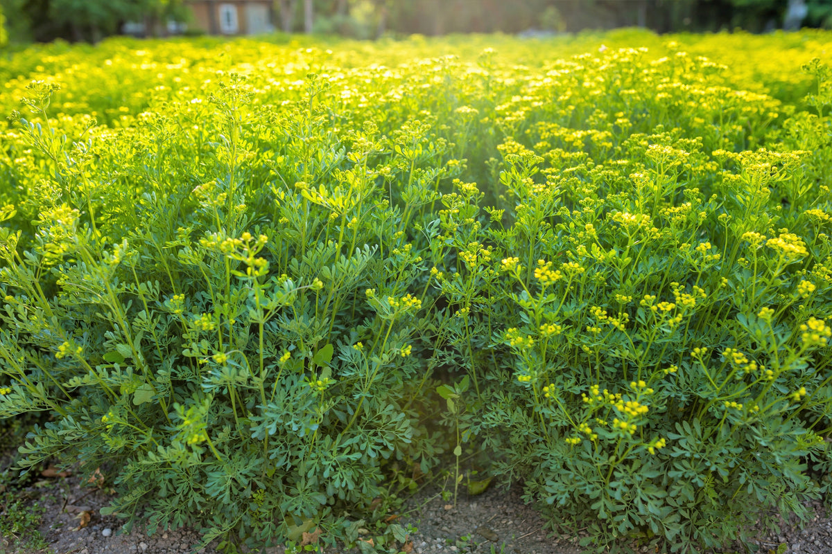 50 Yellow Rue (Ruta Graveolens) Seeds