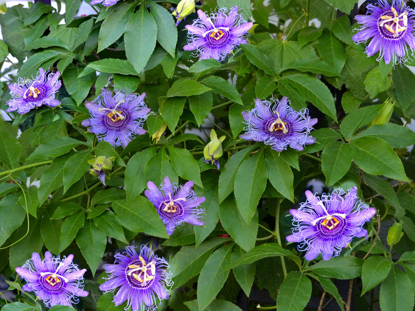 10 Purple Passion Flower (Granadilla Passiflora Incarnata) Seeds