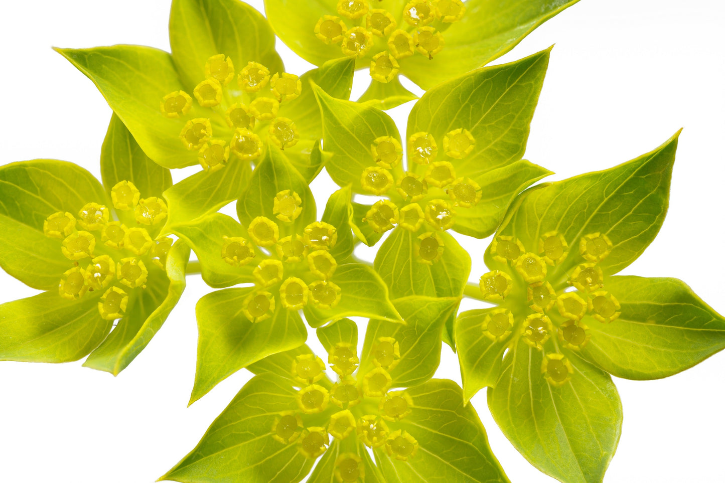 100 Green Gold Bupleurum (Griffithii Rotundifolium) Seeds
