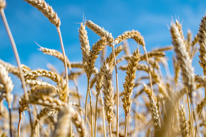 Wrens Abruzzi Winter Rye (Secale cereale) Seeds – 300 ct