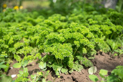 Triple Curled Parsley (Petroselinum crispum) Seeds – 1,500 ct