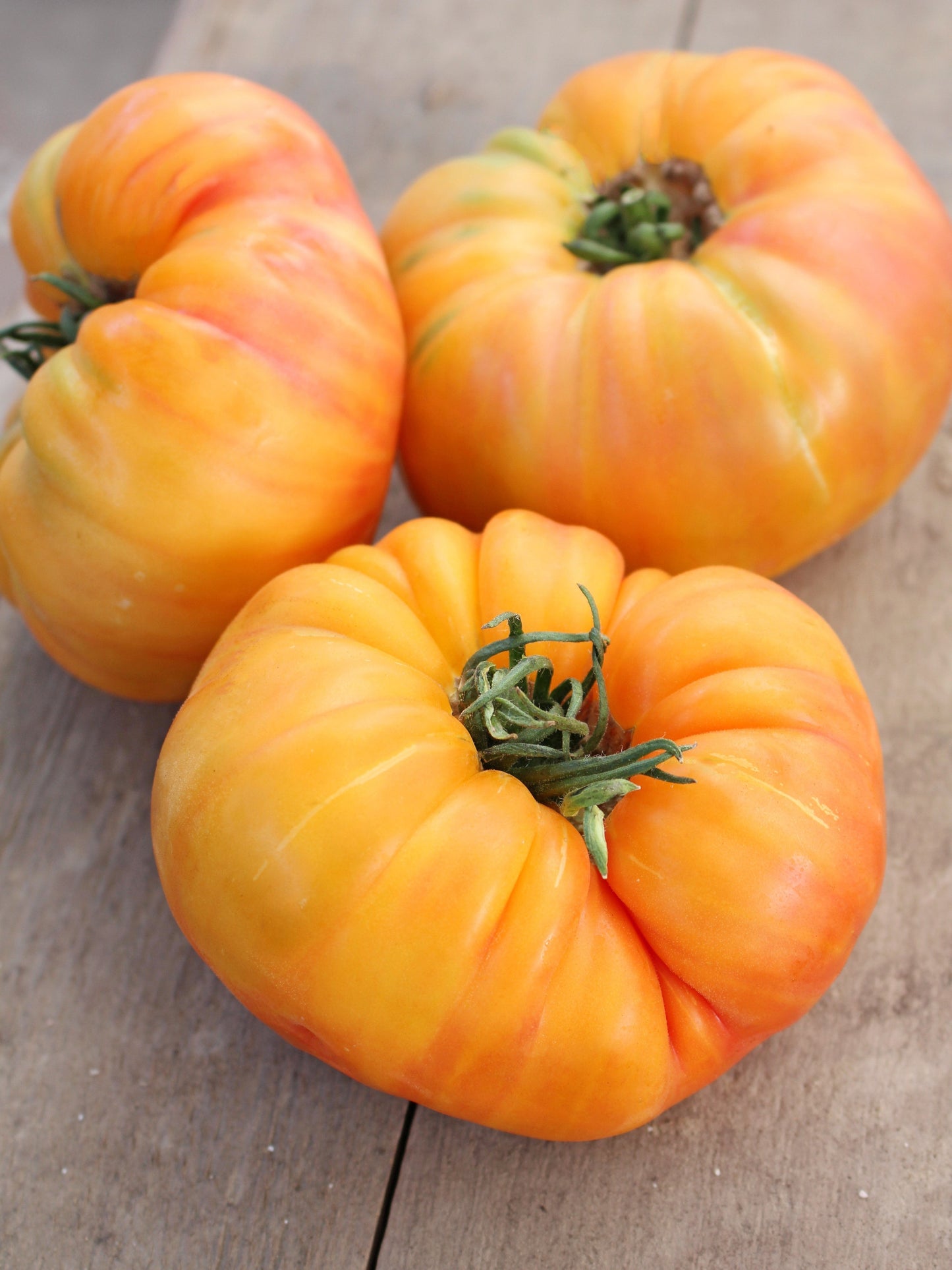 50 Pineapple Tomato (Solanum Lycopersium)t Seeds