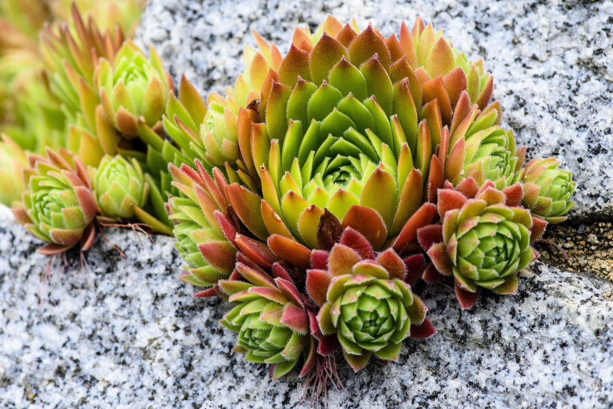 Mountain Houseleek (Sempervivum montanum) Seeds – 50 ct