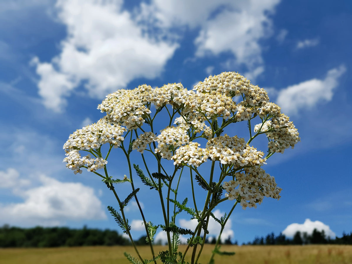 1000 White Yarrow (Achillea Millefolium) Seeds